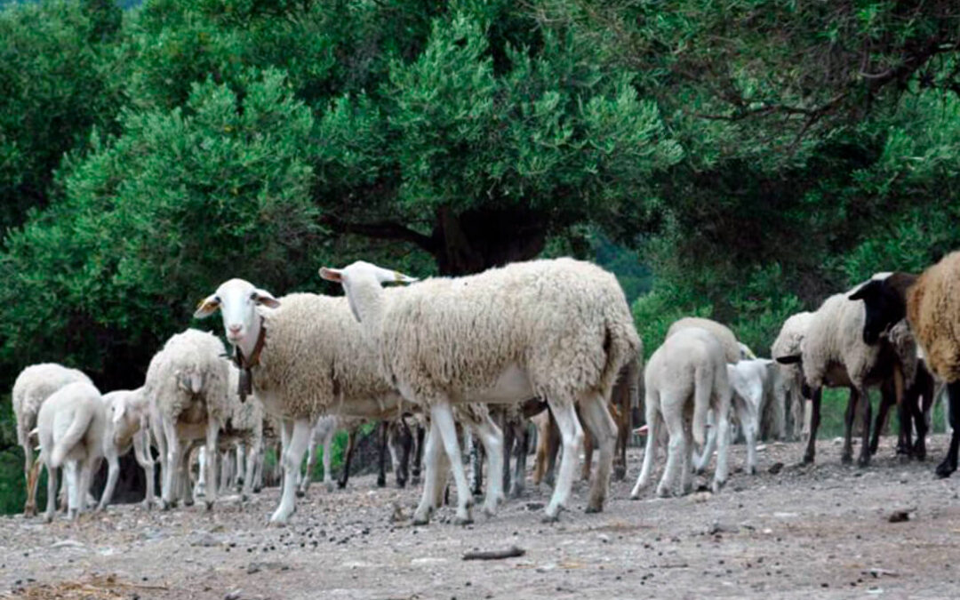 De lo prometido a la realidad: Las ayudas por el Covid al ovino y caprino se han quedado en solo 3,4 euros por cabeza