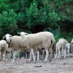 De lo prometido a la realidad: Las ayudas por el Covid al ovino y caprino se han quedado en solo 3,4 euros por cabeza 1