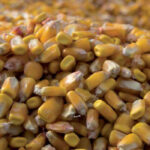Comienza a cotizar el maíz seco en la lonja de León a 230 euros la tonelada cuando los ecoesquemas prevén reducir un 25% su superficie 1