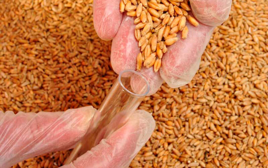 Dos nuevas sentencias condenatorias con prisión y multa por la explotación ilegal de variedades vegetales protegidas de cereal