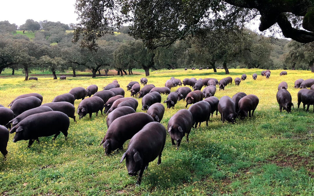 Los sectores del porcino y equino se incorporarán a los ecoesquemas de pastoreo de la futura PAC