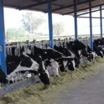 El tamaño de las granjas de leche en España sube un 24% en 4 años, pero el coste es que ahora hay 3.700 ganaderos menos 1