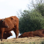 Andalucía estudia una línea de ayudas adicionales a una ganadería de lidia que debe beneficiarse de la nueva PAC 1