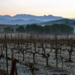 El Gobierno aprueba la norma que prorroga la validez de las autorizaciones para plantaciones de viñedo 1