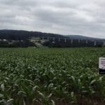 ICL demuestra en campo la eficacia de su programa de fertilización integral para maíz 1