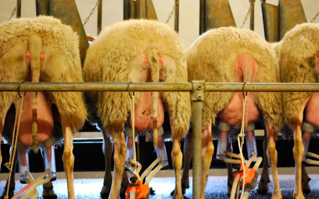 El precio en origen leche de oveja sube el 7,9% y la de cabra, sin cambios en enero mientras se cierran los importes de la ayuda asociada