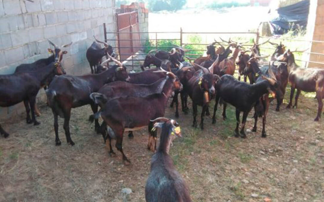 España es declarada oficialmente indemne de brucelosis ovina y caprina y se espera que la bovina llegue este mismo año