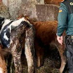 Piden 18 meses de prisión a un ganadero por dejar morir a diez animales al abandonarlos sin agua ni comida 1