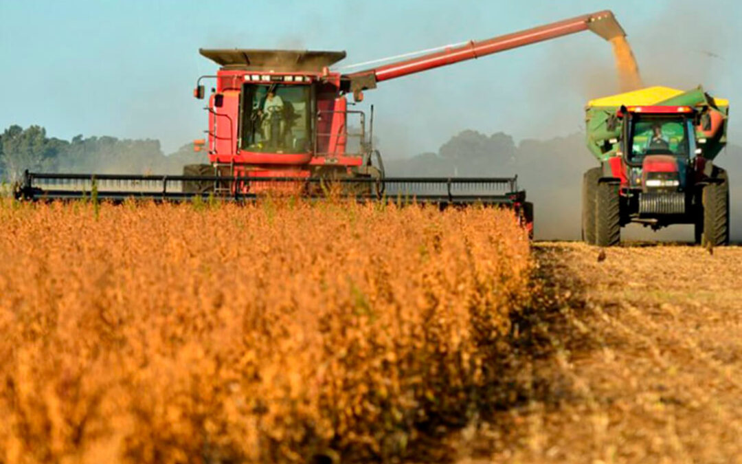 Sigue la tendencia alcista de los cereales salvo en los precios del trigo duro, que bajan por encima de los dos euros