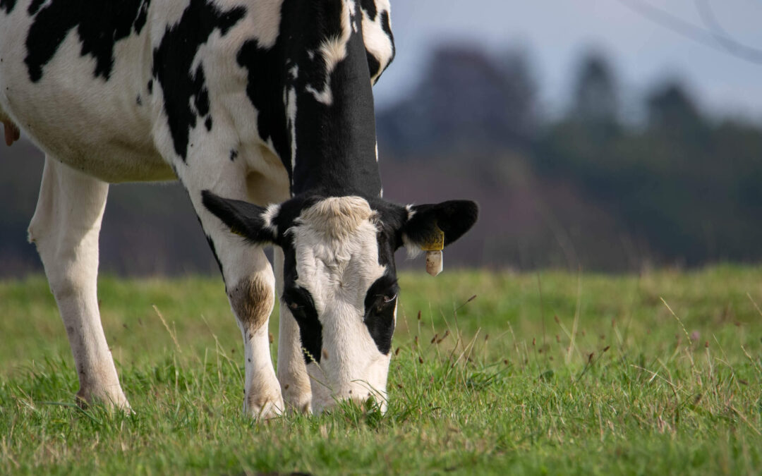 La selección genética y la alimentación pueden reducir las emisiones de metano del vacuno lechero en un 20%