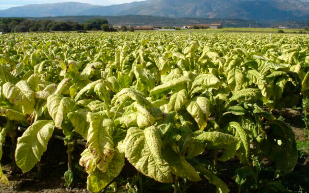 El sector del tabaco extremeño se reunirá con Planas para reclamarle que se posicione y defienda al cultivo ante la nueva PAC