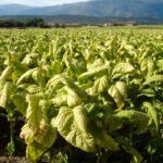 El sector del tabaco extremeño se reunirá con Planas para reclamarle que se posicione y defienda al cultivo ante la nueva PAC 1