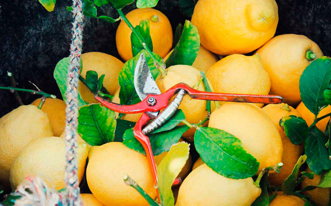 Entre los efectos de la pandemia y el ‘precio periódico’ el sector del limón fino se hunde con pérdidas millonarias