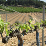 Se presentará un Recurso de Alzada contra la Resolución que congela las nuevas plantaciones de viña para cava en los años 2020-22 1