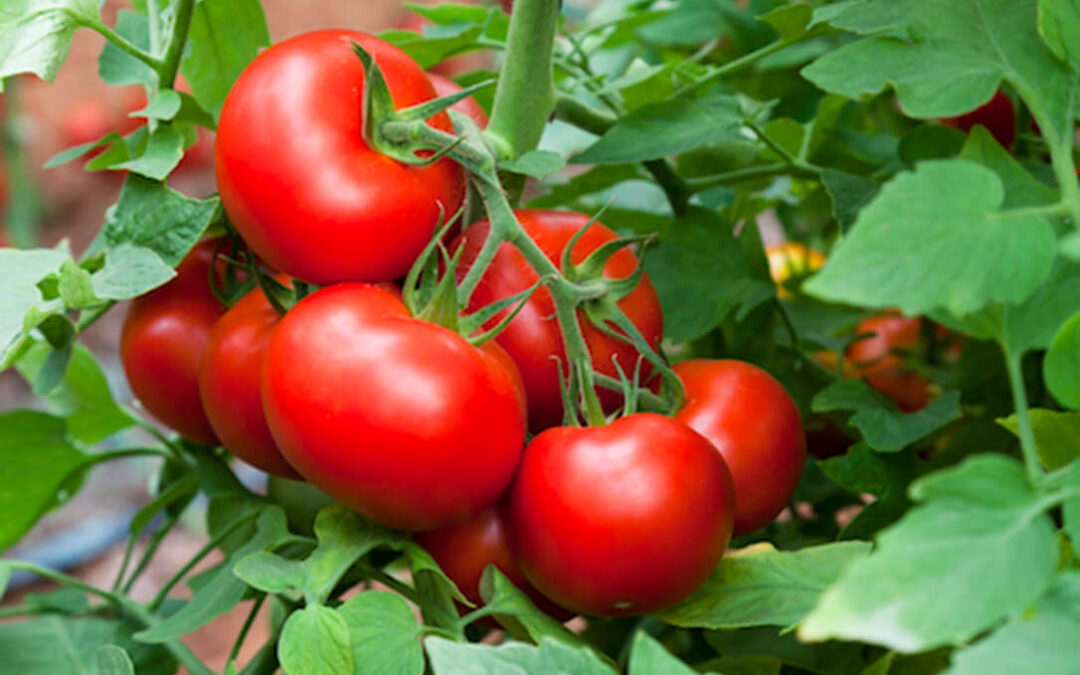 Reclaman a la CE medidas para frenar la entrada masiva de tomate marroquí en la UE que incumple el contingente previsto sin arancel
