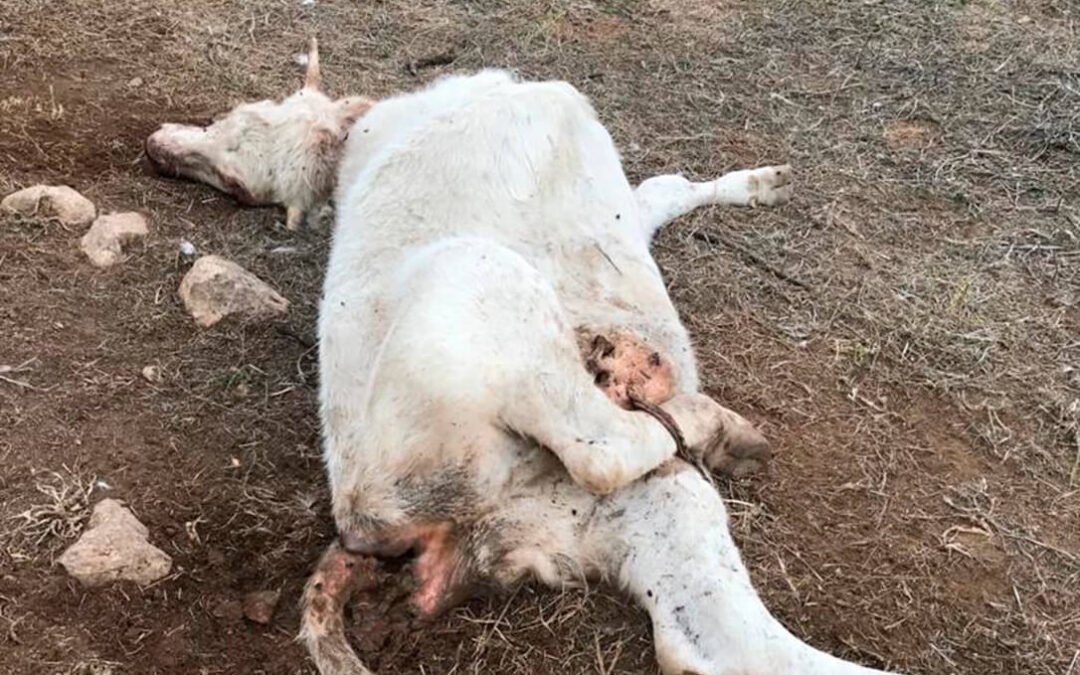 El problema se expande por España: Reclaman medidas urgentes tras tres ataques de buitres a vacas vivas en Castellón