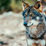 Las quejas no parecen importar demasiado: El Senado rechaza una moción para paralizar la protección del lobo ibérico 1