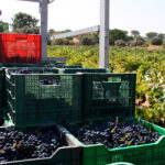 Hasta 13 Estados miembros de la CE respaldan la posición española de solicitar fondos adicionales para el sector del vino 1