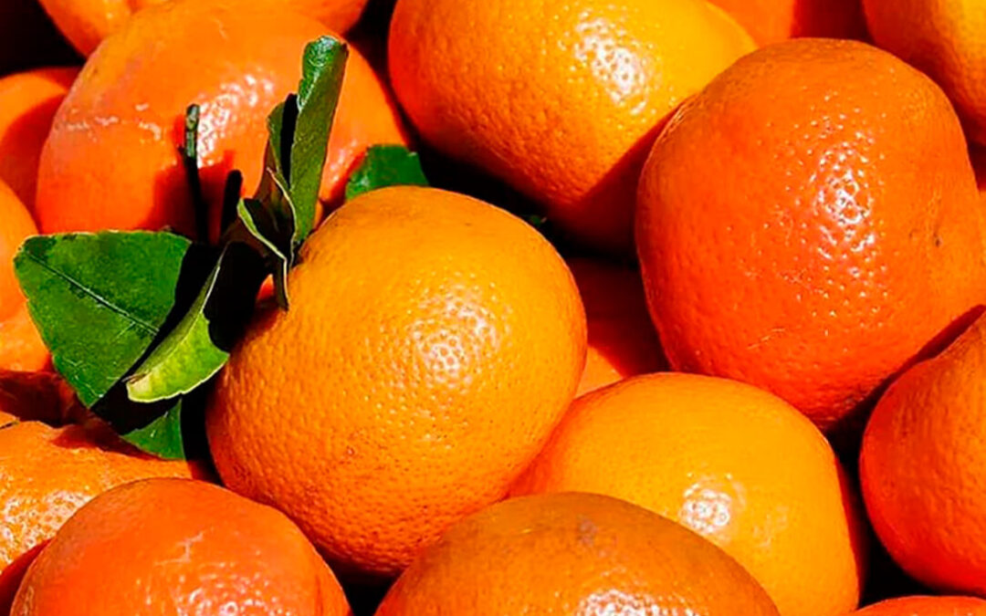 El abogado general de la UE quiere que un español pague por cultivar mandarinas marroquíes propiedad de la famalia real alauita