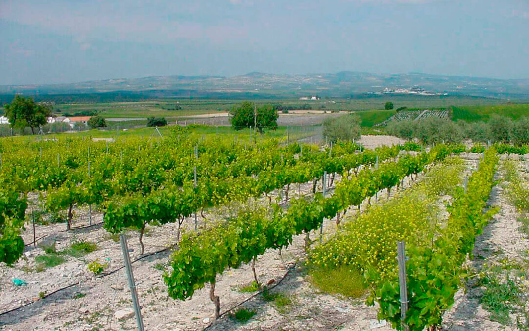 Andalucía respalda la reestructuración y reconversión de viñedos con 2,2 millones de euros en ayudas
