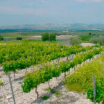 Andalucía respalda la reestructuración y reconversión de viñedos con 2,2 millones de euros en ayudas 1