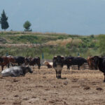 Satisfacción de todo el sector por la concesión de ayudas directas a los ganaderos de reses bravas y toros de lidia en la C. Valenciana 1