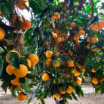 La campaña de la naranja cordobesa se encuentra en torno al 85% de recolección con una producción similar a la anterior 4 La campaña de la naranja cordobesa se encuentra en torno al 85% de recolección con una producción similar a la anterior 3