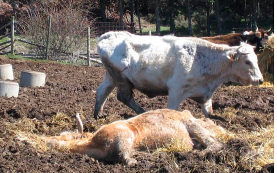 Detectado un caso de ‘vaca loca’ en una variante atípica que no hará perder a Extremadura el status de libre de EET