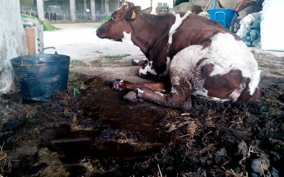 Lo que más daño hace a la ganadería: Equalia denuncia a siete explotaciones de vacas lecheras por graves irregularidades
