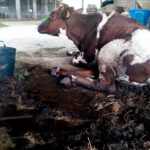 Lo que más daño hace a la ganadería: Equalia denuncia a siete explotaciones de vacas lecheras por graves irregularidades 1