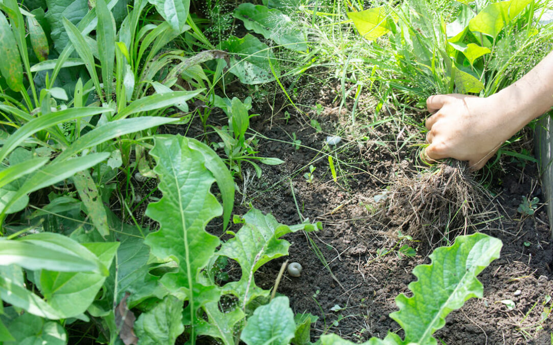 La Fundación Entretantos publica un nuevo video para transitar a lo ecológico: Malas hierbas, ¿qué opciones hay a parte de los herbicidas?