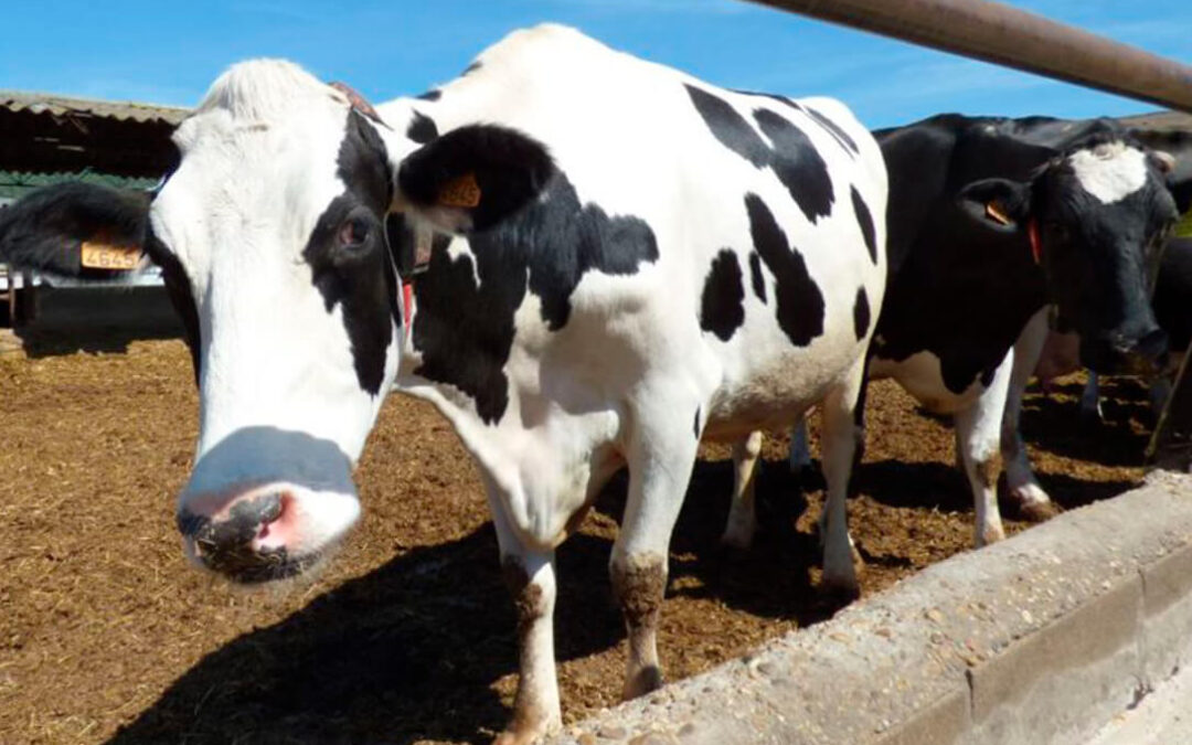 ¿Dónde está la defensa de la clase media agraria?: Más de 700 ganaderos de vacuno de leche abandonan su actividad en el último año