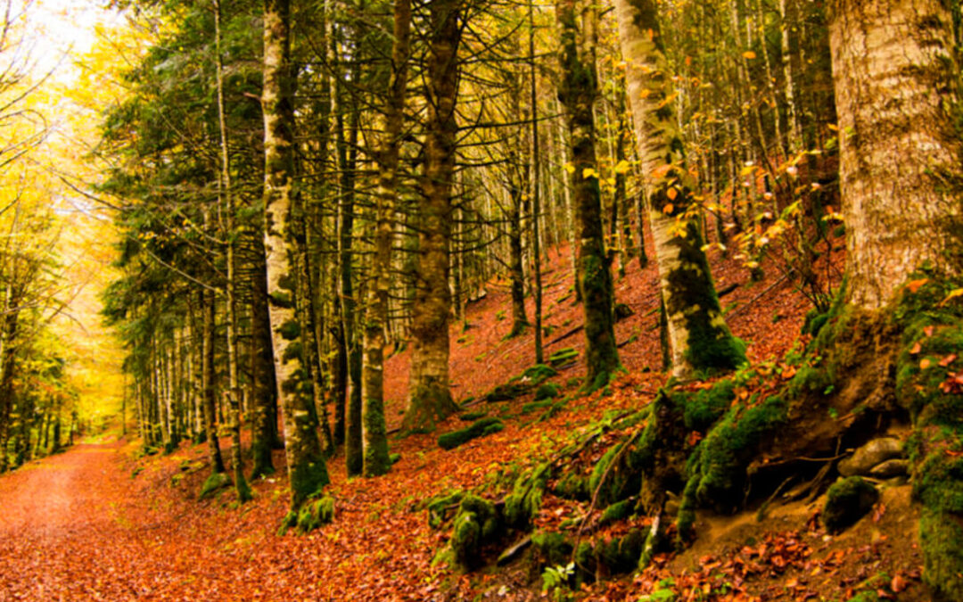 Respaldo a la Ley de Cambio Climático: Primer paso para la valorización económica de los bosques como principales sumideros de CO2