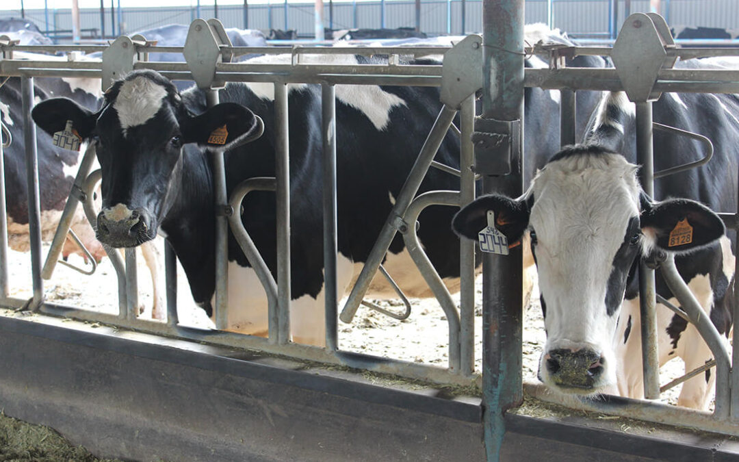 Fernando Miranda es la leche: No da ni una solución concreta a la grave crisis de precios y rentabilidad del sector lácteo