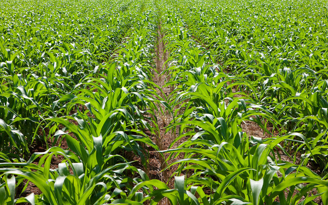 Los buenos precios del maíz, con una subida de 45€ desde su inicio, hace que se acelere la siembra y se dispare la superficie en León