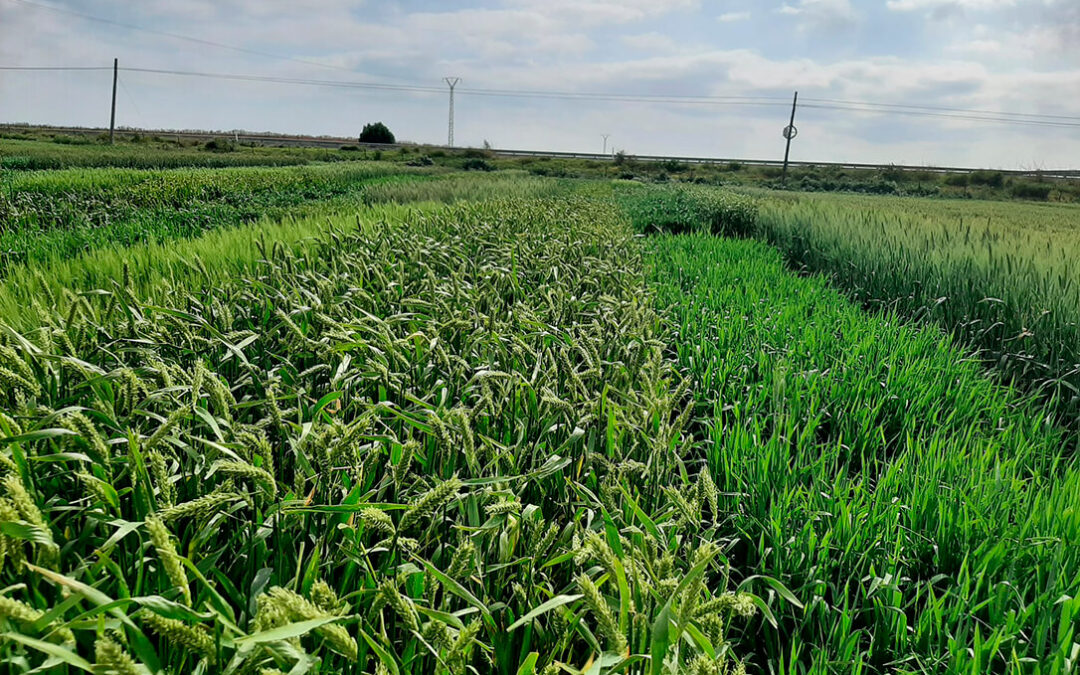 Los eco-esquemas, la futura realidad verde de los cereales españoles