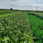 Los eco-esquemas, la futura realidad verde de los cereales españoles 1