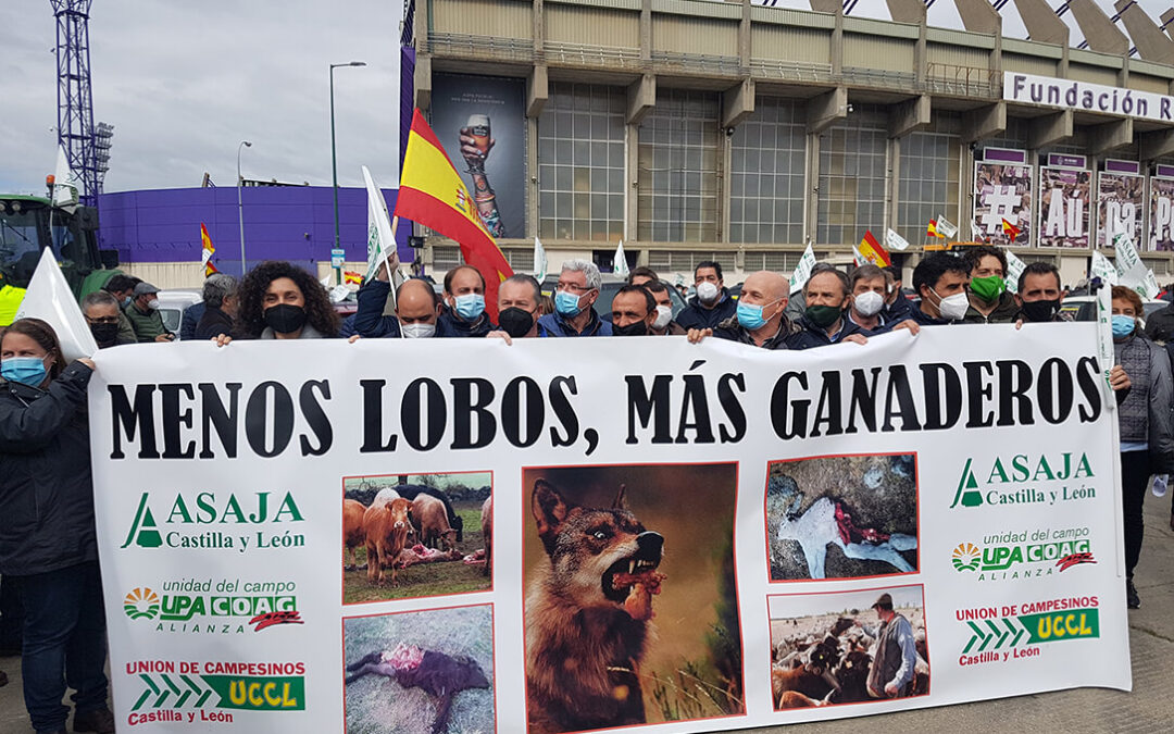 Polémica sobre el lobo: Teresa Ribera asegura que “no hay marcha atrás” y el sector decide mantener las movilizaciones
