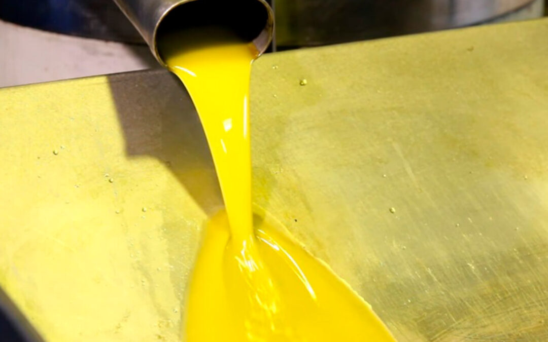 Cierra la campaña del olivar para aceite ecológico con unos precios un 33% más altos que el convencional