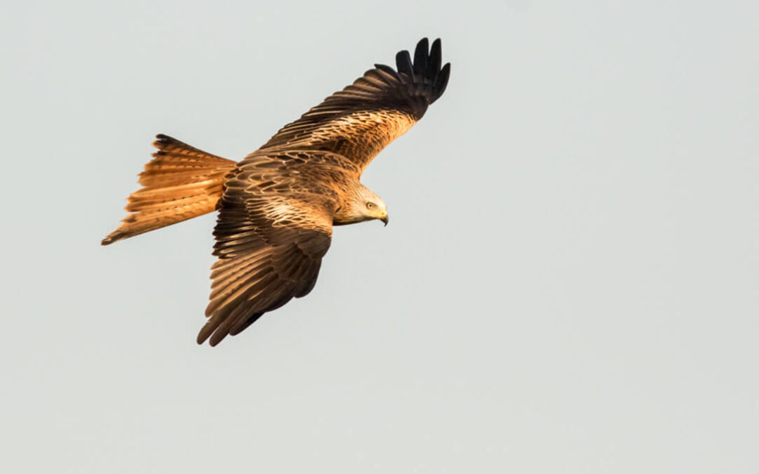 Localizada en Córdoba una pareja reproductora de milano real, una de las aves más amenazadas de Andalucía