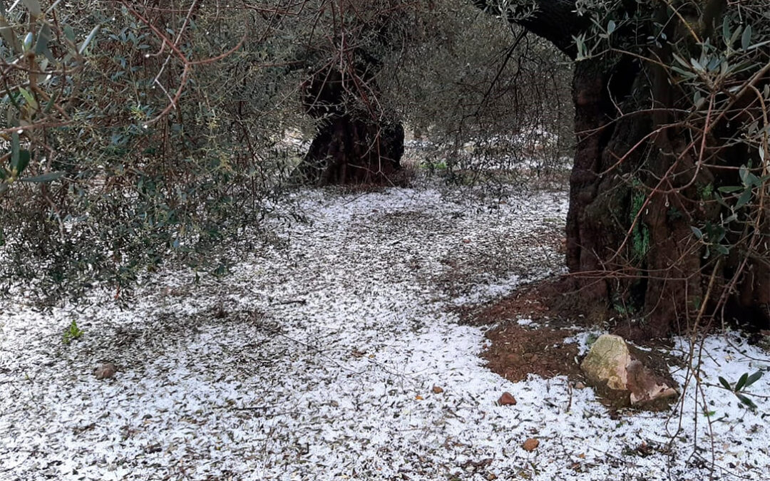 Las tormentas de este domingo con pedrisco dejan graves daños en cultivos de algunas localidades de la comarca de la Plana Baixa