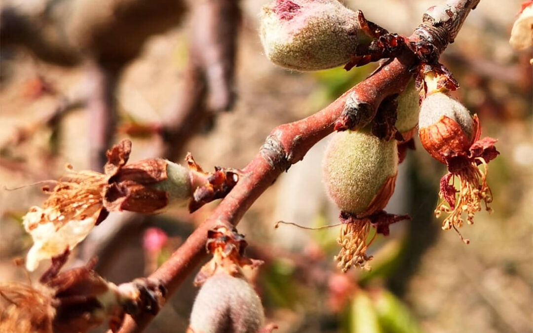 La campaña de fruta se inicia con unas pérdidas de cosecha de hasta el 70% por las fuertes heladas de primavera