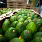 Persecución contra el aguacate