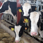 El precio en origen interanual de la leche de vaca sube en febrero un 0,59%, tanto como baja con respecto al mes anterior (0,58%) 1