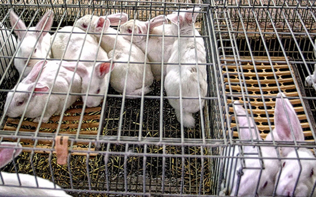 La CE reconoce que ahora está dispuesta a estudiar la prohibición de la cría de animales en jaulas