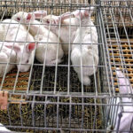 La CE reconoce que ahora está dispuesta a estudiar la prohibición de la cría de animales en jaulas 1