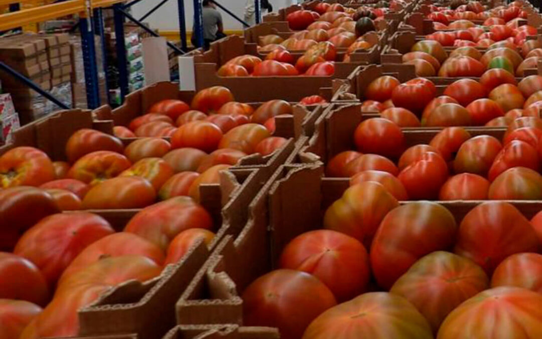 La CE confirma que Marruecos agotó su cupo de tomate con arancel preferente en febrero en plena campaña andaluza