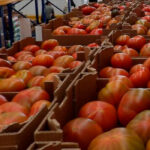 La CE confirma que Marruecos agotó su cupo de tomate con arancel preferente en febrero en plena campaña andaluza 1
