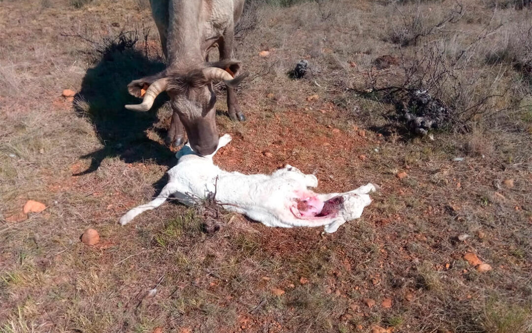 Denuncian un nuevo ataque de lobos con un ternero recién nacido muerto en una explotación ganadera en Zamora