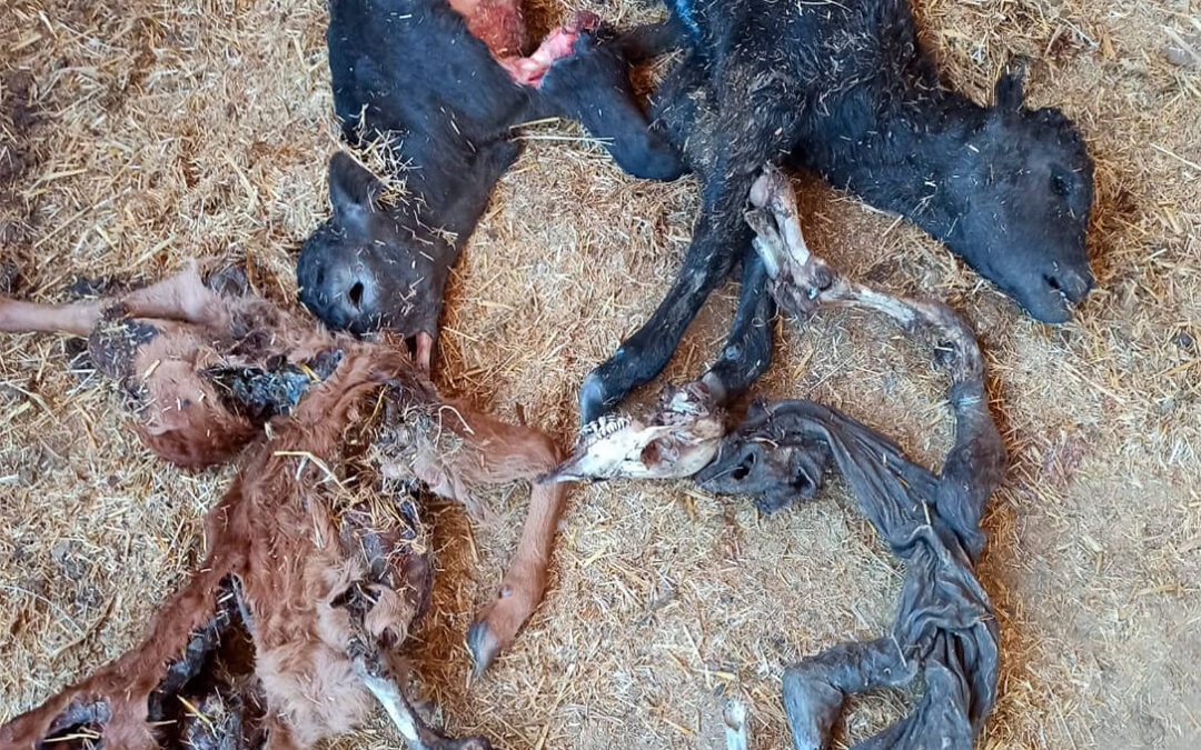 Un ganadero sufre ataques diarios de los buitres, con un saldo de 4 terneros muertos y el sector pide compensaciones por los daños